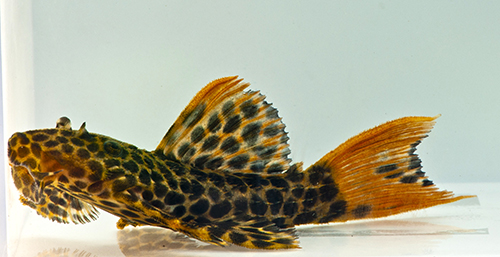 picture of Redtail Sternella Pleco L114 Reg                                                                     Pseudacanthicus cf. leopardus 'l114'