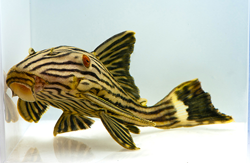 picture of Royal Pleco L191 M/S                                                                                 Panaque nigrolineatus 'l191'