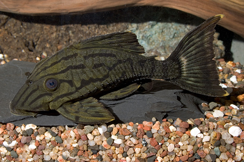 picture of Royal Pleco L191 Lrg                                                                                 Panaque nigrolineatus 'l191'