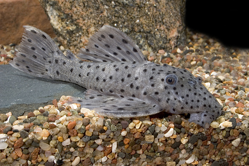 picture of Sultan Pleco L264 Med                                                                                Leporacanthicus joselimai 'l264'