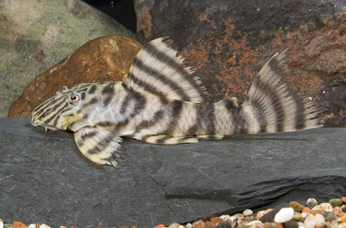 picture of Tiger Pleco L002 Med                                                                                 Peckoltia vermiculata 'l002'