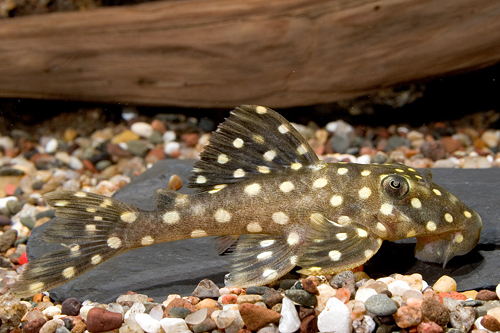 picture of White Spot Pleco LDA33 Med                                                                           Baryancistrus sp. 'lda33'