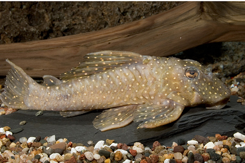 picture of Pario Ancistrus Pleco L048 Reg                                                                       Scobinancistrus pariolispos 'l048'