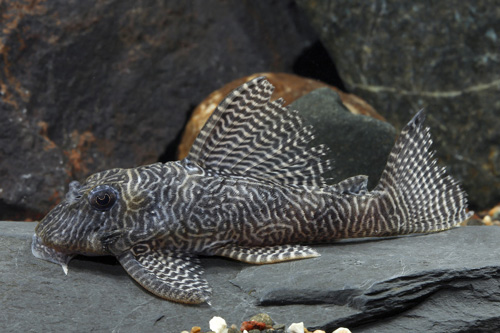 picture of Queen Arabesque Pleco L260 Med                                                                       Hypancistrus sp. 'l260'