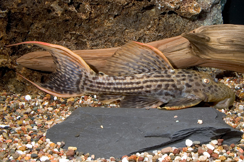 picture of Scarlet Red Devil Pleco L025 Med                                                                     Pseudacanthicus sp. 'l025'