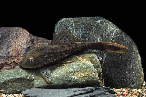 picture of Pellegrini Pleco L095 Lrg                                                                            Pseudorinelepis genibarbis 'l095'