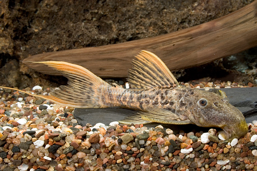 picture of Red Titanic Pleco L273 Reg                                                                           Pseudacanthicus sp. 'l273'