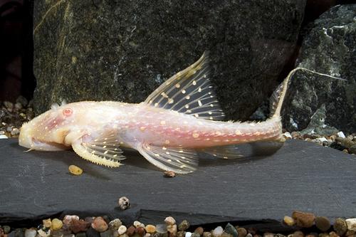 picture of Albino Adonis Pleco L155 Sml                                                                         Acanthicus adonis 'Albino l155'