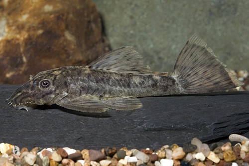 picture of Altamira Bristlenose Pleco L159                                                                      Ancistrus sp. 'l159'