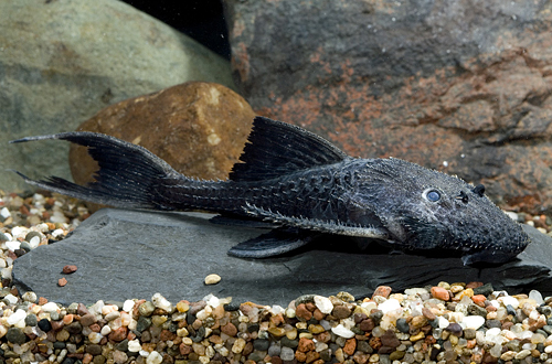 picture of Black Lyretail Pleco L155 Reg                                                                        Acanthicus Hystrix 'l155'