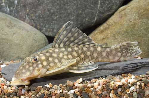 picture of Brevis Pleco L020 Reg                                                                                Oligancistrus Sp. 'l020'