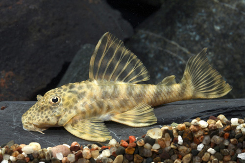 picture of Colombian Bumblebee Pleco L387 Med                                                                   Peckoltia sp. 'l387'