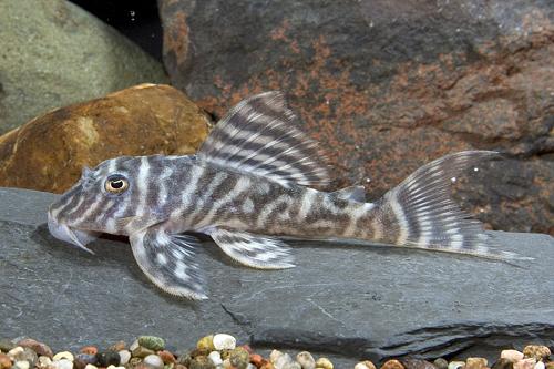 picture of False Zebra Pleco L270 M/S                                                                           Hypancistrus sp. 'l270'