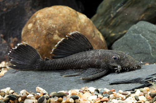 picture of Gold Dot Bristlenose Pleco L059 Med                                                                  Ancistrus hoplogenys 'l059'