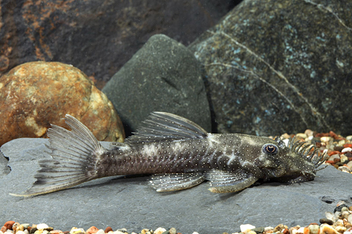 picture of Gold Dot Bristlenose Pleco L180 Med                                                                  Ancistrus cf. hoplogenys 'l180'