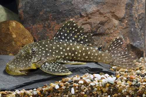 picture of Small Spot Peppermint Pleco L031 M/L                                                                 Parancistrus nudiventris 'l031'