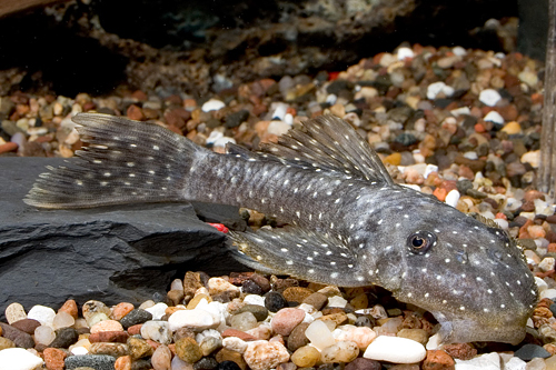 picture of Gold Speckled Pleco L017 Reg                                                                         Hopliancistrus sp. 'L017'