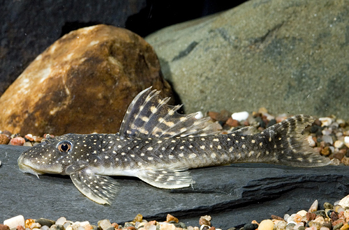 picture of Gold Spot Ancistrini Pleco L252 Med                                                                  Ancistrinae sp. 'l252'