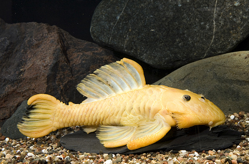 picture of Golden Chubby Pleco Lrg                                                                              Parancistrus aurantiacus