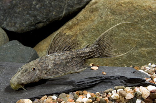 picture of Granite Lyretail Pleco L079 Reg                                                                      Pseudacanthicus sp. 'l079'