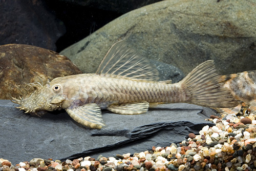 picture of Honeycomb Bristlenose Pleco L156 Reg                                                                 Ancistrus sp. 'l156'