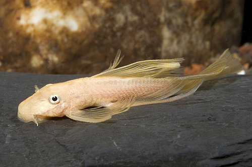 picture of Longfin Lemon Bristlenose Pleco L144a Sml                                                            Ancistrus sp. 'l144a'