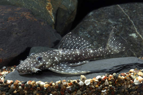 picture of Oyapock Pleco L039 Reg                                                                               Lasiancistrus niger 'l039'