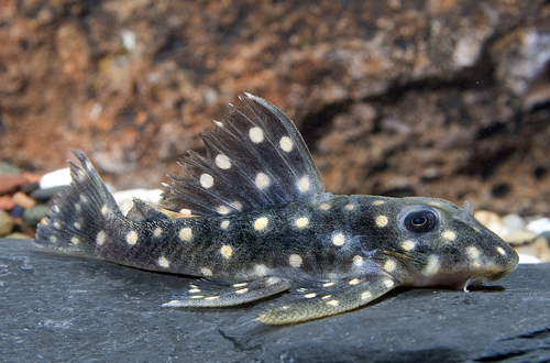 picture of Polka Dot Pleco L201 Med                                                                             Hypancistrus inspector 'l201'