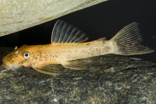 picture of Red Bristlenose Pleco LDA16 Reg                                                                      Ancistrus sp. 'lda16'