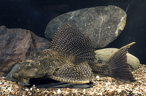 picture of Scribbled Sailfin Pleco L196 Shw                                                                     Glyptoperichthys lituratus 'l196'