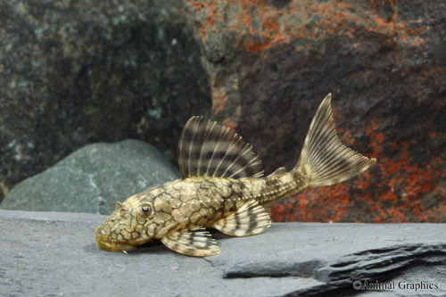 picture of Snakeskin Pleco L037 Reg                                                                             Hypostomus faveolus 'l037'