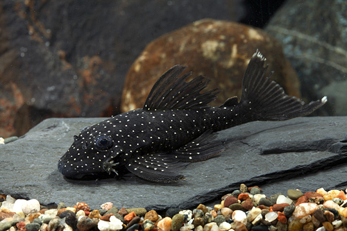 picture of Snowball Bristlenose Pleco L184 Reg                                                                  Ancistrus sp. 'l184'