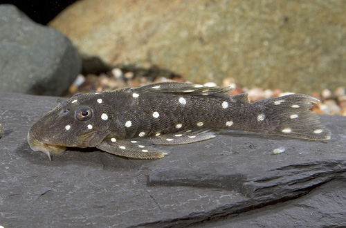 picture of Snowflake Pleco L254 Med                                                                             Spectracanthicus sp. 'l254'