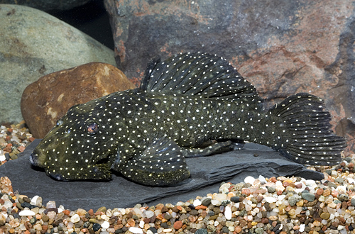 picture of Speckled Chubby Pleco L026 Reg                                                                       Baryancistrus niveatus 'l026'