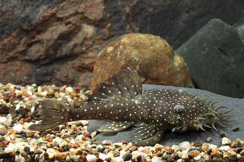 picture of Spotted Medusa Pleco L255 Lrg                                                                        Ancistrus cf. ranunculus 'l255'