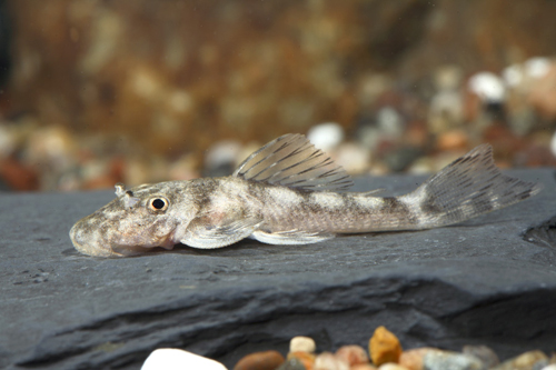 picture of Tapajos Silver Pleco L215 Reg                                                                        Ancistomus snethlageae 'l215'