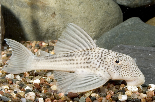 picture of Tapajos Silver Pleco L215 Med                                                                        Ancistomus snethlageae 'l215'