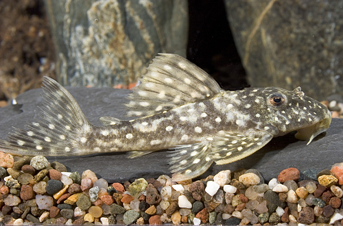 picture of Vampire Pleco L362 Med                                                                               Scobinancistrus sp. 'l362'