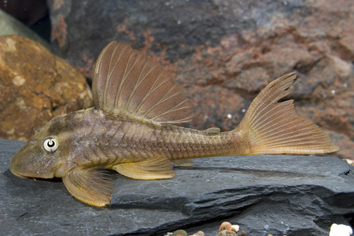 picture of Violet Bruno Pleco L137 Reg                                                                          Hypostomus cf. cochliodon 'l137'