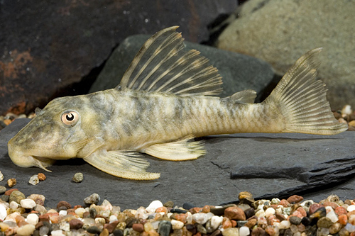 picture of Yellow Prince Tiger Pleco LDA18 Med                                                                  Peckoltia sp. 'lda18'