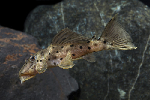 picture of Yellow Sultan Pleco L314 Reg                                                                         Leporacanthicus sp. 'l314'