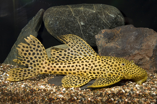 picture of Gigas Pleco L113 Lrg                                                                                 Megalancistrus gigas 'l113'