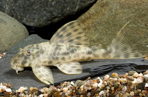 picture of Leopard Pleco L006 Sml                                                                               Peckoltia oligospila 'l006'