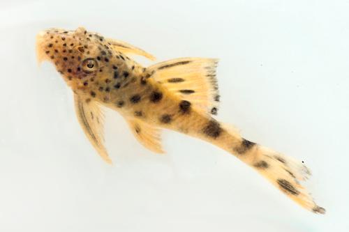 picture of Spotted Peckoltia Pleco L124 Reg                                                                     Peckoltia sabaji 'l124'