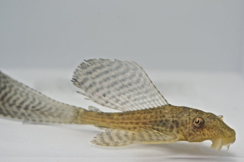 picture of Longfin Hypostomus Pleco L109 Reg                                                                    Hypostomus plecostomus 'Longfin l109'