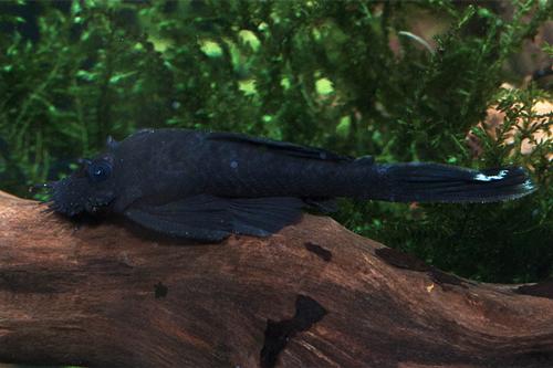 picture of White Seam Bristlenose Pleco L183 Reg                                                                Ancistrus dolichopterus 'l183'