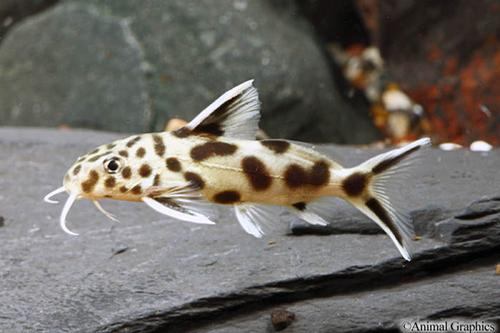 picture of Leopard Synodontis Catfish Hybrid Med                                                                Synodontis multipunctatus x Synodontis petricola