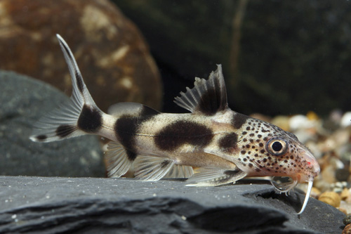 picture of Zebra Synodontis Catfish Hybrid Med                                                                  Synodontis ocellifer x Synodontis decora