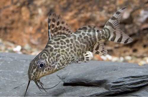 picture of Synodontis Lace Catfish Sml                                                                          Synodontis ngrita, eupterus