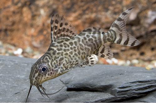 picture of Synodontis Lace Catfish M/S                                                                          Synodontis ngrita, eupterus